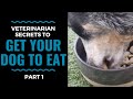 Veterinarian Secrets To Get Your Dog to Eat: Part 1 VLOG 68