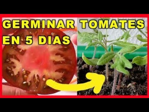 GERMINAR TOMATES EN