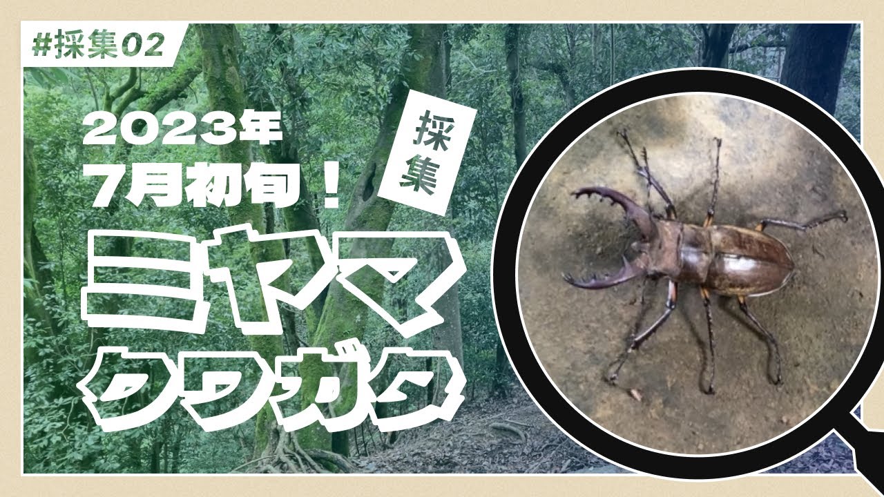 まさかの昼間に？！】ミヤマクワガタだらけの森に行ってみたら… - YouTube