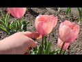 Плюсы  посадки тюльпанов в горшки‼ 🌷🌷🌷Мой мобильный тюль пановый садик ‼