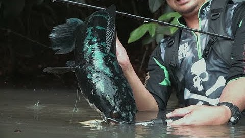 Topwater footage of a Giant Snakehead smashing a BONE Hoverjet 100F