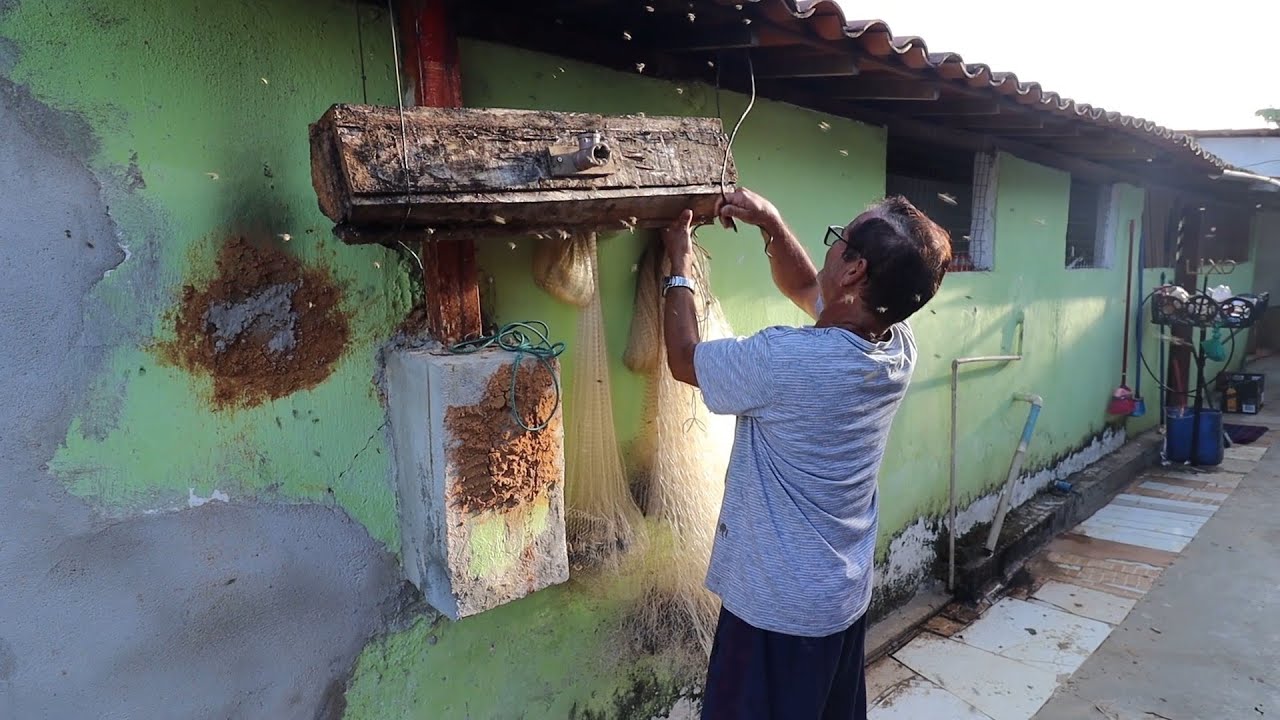 TIRANDO E ENGARRAFANDO MEL DE URUÇU