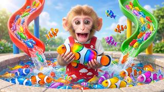 Cute Mono Monkey fishing for colorful fish inside the house and being chased by a shark