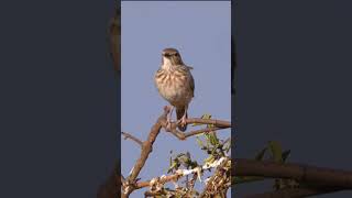 Pink-breasted Lark Song #shorts