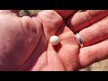 Perla artificiale di fosforo e calcio #shorts