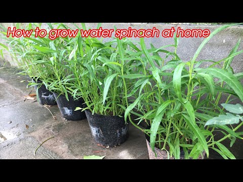 How to grow