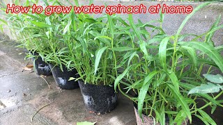 How to grow water spinach in pots from seeds harvested after 35 days