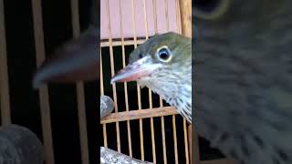 Cara bedain Kepodang Hutan trotolan