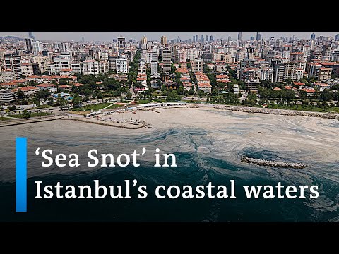 Turkey scrambles to stop slimy 'sea snot' in coastal waters - DW News.