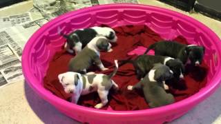 Gucci X Remy Apbt Litter Approx 4 Wks