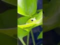 【かわいい】見られていることに気づいてちょっと隠れるグミガエル