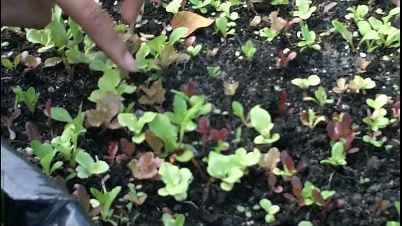 Growing and Transplanting Lettuces from seeds YouTube