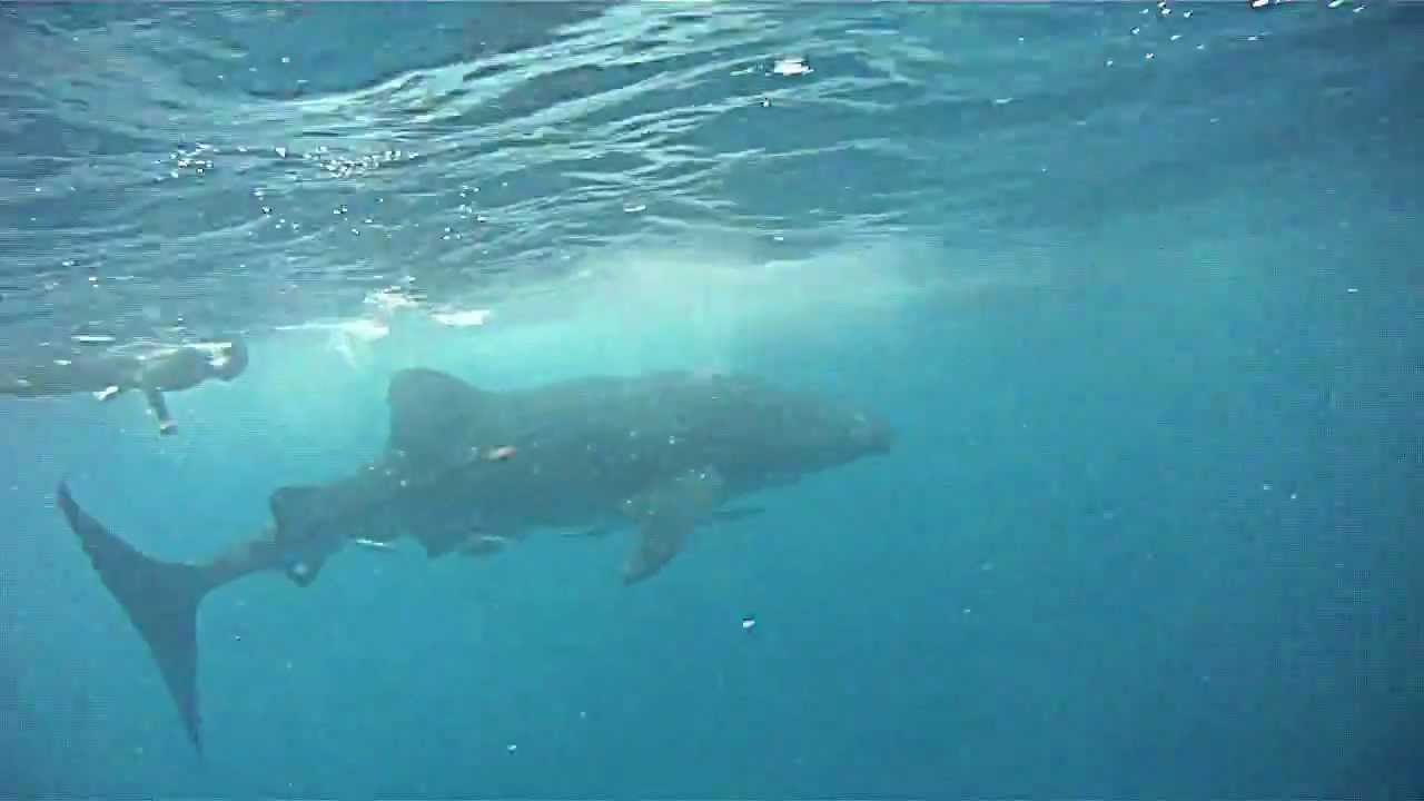 Free Diving with Whale Shark - YouTube