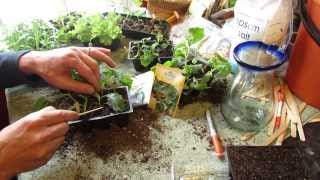 How and When to Seed Start Kale & Collard Greens Indoors: Cool Weather  The Rusted Garden 2014