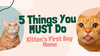 Kitten’s First Day Home: 5 Things You MUST Do (Most Owners Get This Wrong)