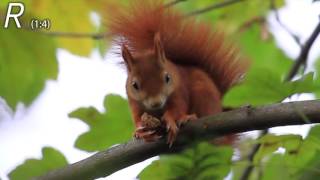 Cute Red Squirrel eats a nut (walnut)