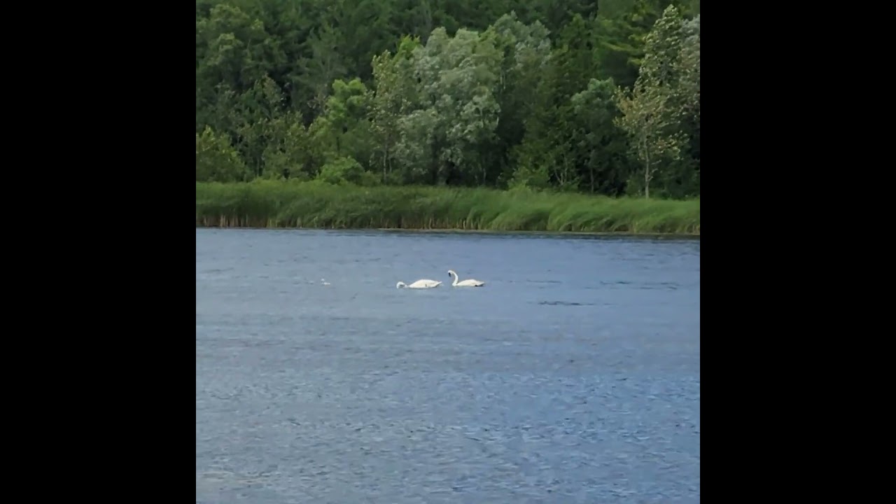 7 swans a swimming 