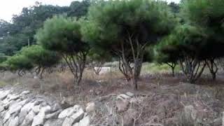 [반송판매/경북문경반송판매/산북반송판매] 모양 좋은 반송을 저렴하게 판매합니다. 010-3536-7574