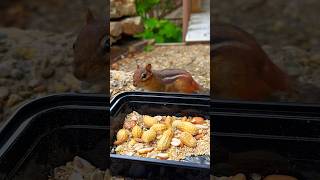 FEEDING CHIPMUNKS PEANUTS 🥜🐿😋 #shorts