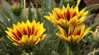 Unique Annual Garden: Prairie Yard & Garden