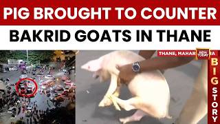 Watch Shocking Video Thane Housing Society Tense As Hindu Groups Bring Pig To Protest Bakrid Goats