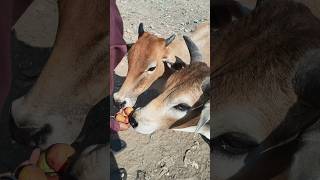 || Jay Gau Mata 🐄 🍏🍎 || #help #helping #lekirider #shorts #short #trending #ytshorts #youtube #new