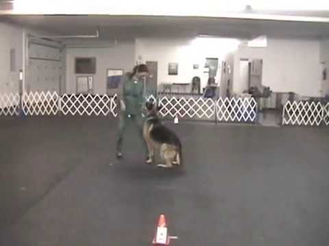 Rachel Savage & Tamara - Savagesams Dog Training &...