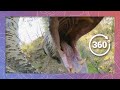 Black bear encounter in the wild  episode 3  wildlife in 360 vr