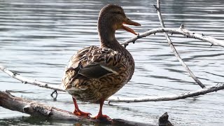 Mallard ducks quacking calling Stockente Weibchen am Quaken Strandbad Blies - Ludwigshafen am Rhein