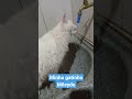 Minha gatinha Mileide