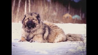 Кавказская Овчарка Танцует Под Modern Talking. Кавказская Овчарка Танцует Под Modern Talking.