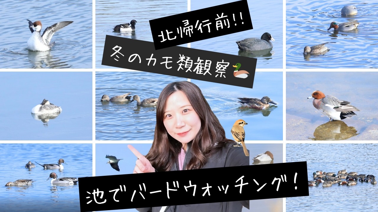 【北帰行前】冬のカモ観察｜池を一周してきました🦆