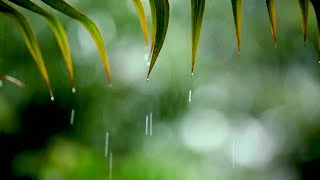 10 Hours Relaxing Sleep Music with Rain Sounds - Meditation Music, Stress Relief,