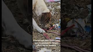 Rescatando corazones y transformando vidas. Ayúdanos a encontrarles un hogar seguro. 🏠❤️