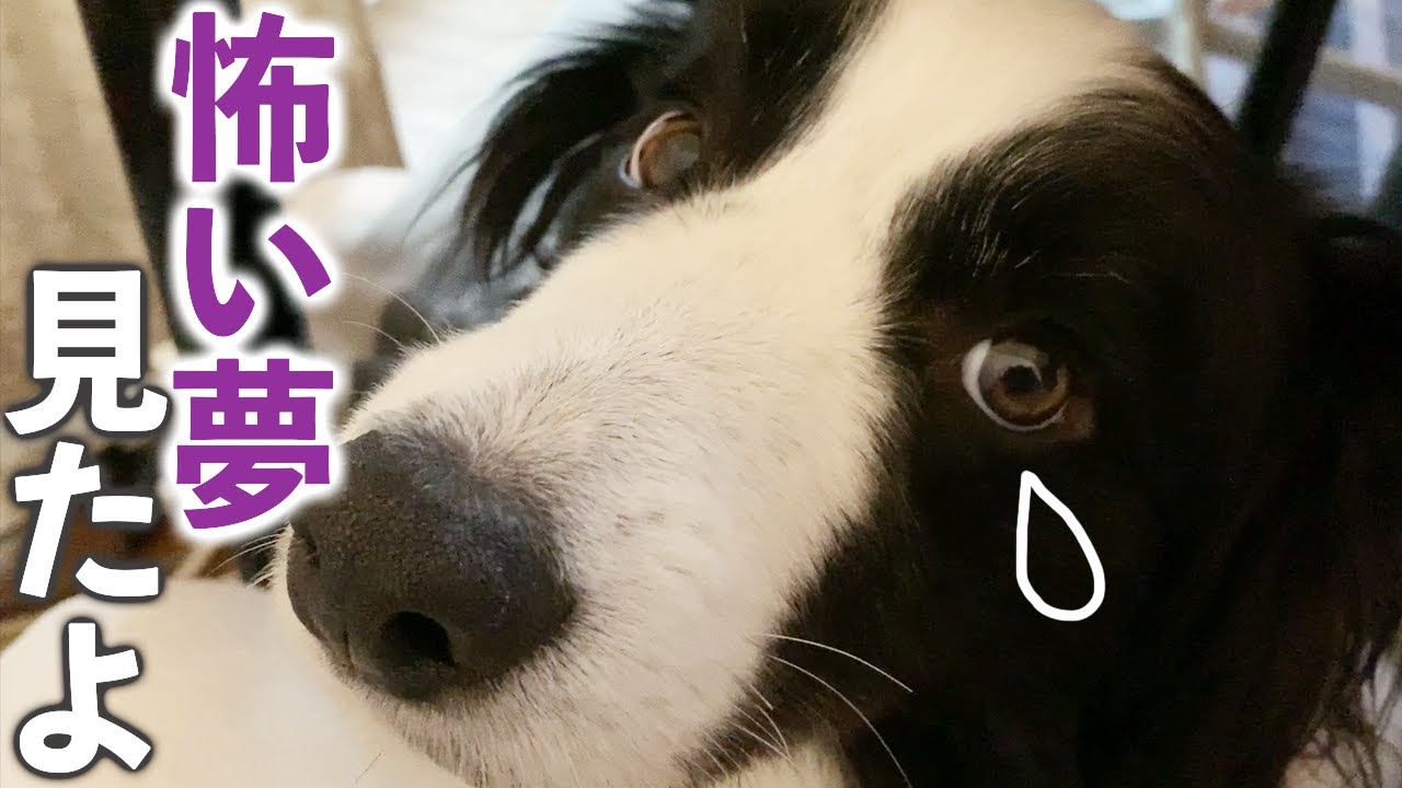 甘えるボーダーコリー 悪夢でうなされるボーダーコリーが飼い主に甘えるのが可愛すぎる Youtube