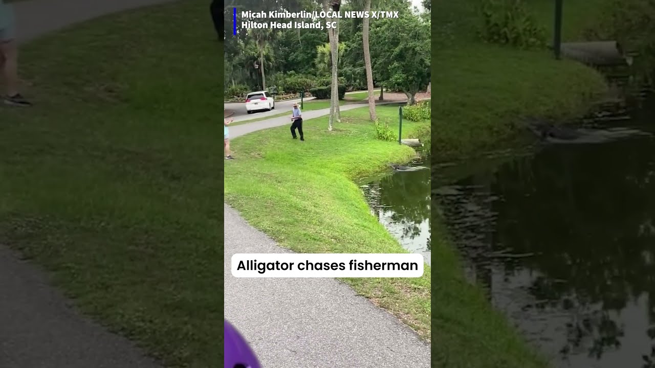 Alligator Chases Fisherman
