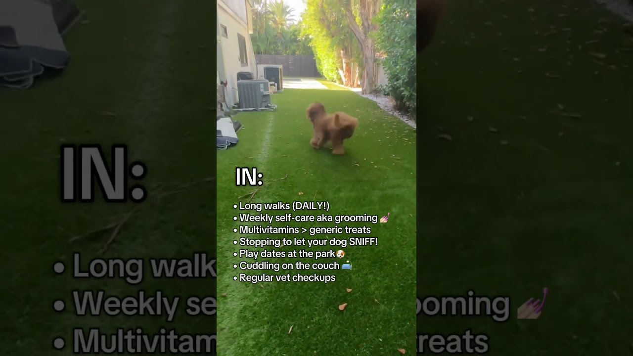 🐾 2025 Dog Trends: What's IN for Your Floofy Bestie? 🎉✨ 