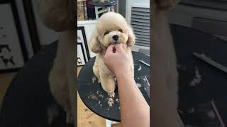 Hướng dẫn cắt mặt chó poodle