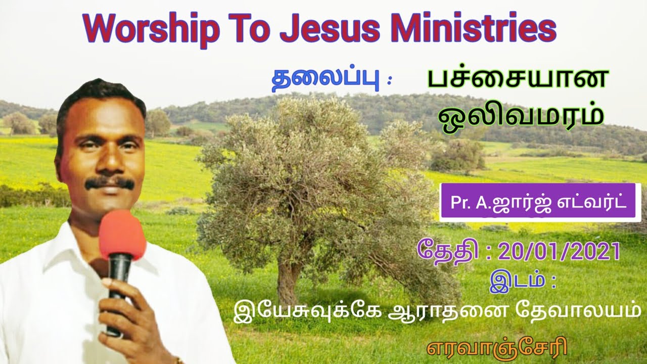 Green Olive tree  |  tamil Christian message  | #Jesus video