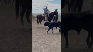 Branding calves #horse #cow #roping #teamroping #branding #ranching #cowboy #wyoming #reels