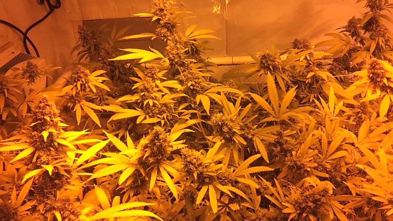 1000w SCRoG 1 plant 2lbs