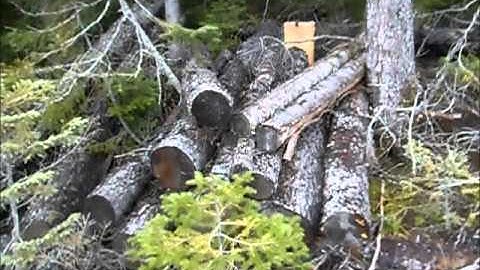 Setting Snares & Checking Traps