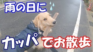 雨の日にカッパで散歩 雨の日のゴールデンレトリバー ジョイ