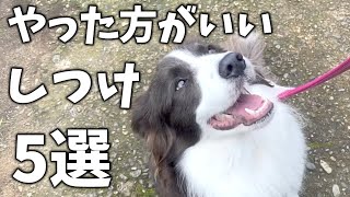 【犬が来て10ヶ月】ボーダーコリーのしつけでやってよかったこと5選！