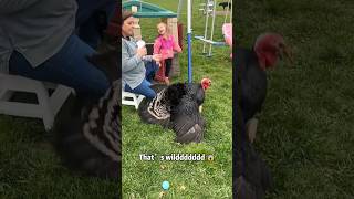 Turkey  foryou funny turkey turkeys freefire