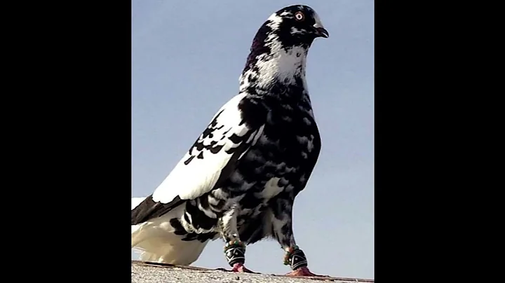 kabutar😂 funny🤣 tiktok🤩 😝status video #shorts #viral #trending #video