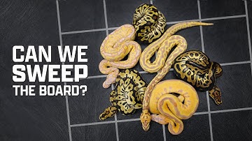 Playing GENETIC BINGO with an AMAZING Hurricane Scarecrow Clutch!