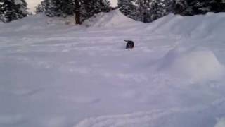 Snow Frog