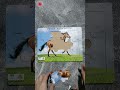 menyusun puzzle kuda | #puzzle | #playpuzzle #shorts #puzzlegame
