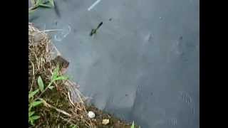 20110903　シオカラトンボの産卵？